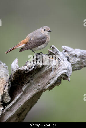 Gartenrotschwanz, Phoenicurus Phoenicurus, alleinstehende Frau auf Ast, Wales, Mai 2016 Stockfoto