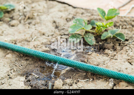 Garten-Schlauch mit frisches Wasser sprühen Sprenger Stockfoto