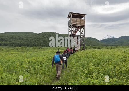 Touristen und Reisende wechseln zum Aussichtsturm des Braunbären und Tierwelt im Naturpark Nalychevo Russischen Fernen Osten, Kamtschatka Stockfoto