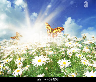 Sonne auf einer Wiese von Gänseblümchen Stockfoto