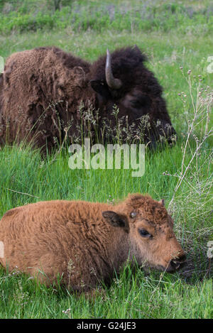 Amerikanische Bisons (Bison Bison) Elternteil mit Kalb, ruht im Grasland, westliche USA Stockfoto