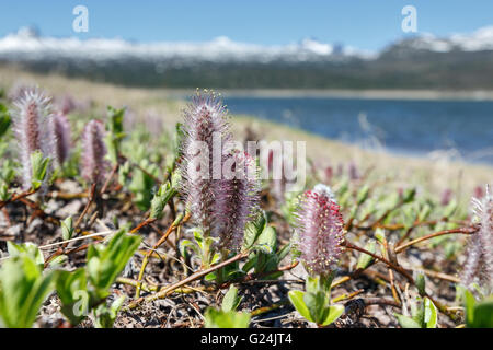 Salix Arctica (arktische Weide) an einem sonnigen Tag. Kamtschatka, Fernost, Russland. Stockfoto