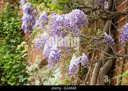 Glyzinien blühen (Glyzinien sp.). Juni. Ummauerten Garten, Raveningham Gärten und Immobilien. Norfolk. England. Stockfoto