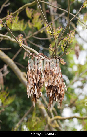 Gemeinsamen Esche (Fraxinus Excelsior). Früchte, Samen oder Schlüssel enthält, produziert hängen an einem Ast im Vorjahr. Stockfoto