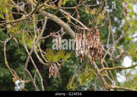 Gemeinsamen Esche (Fraxinus Excelsior). Früchte, Samen oder Schlüssel enthält, produziert hängen an einem Ast im Vorjahr. Stockfoto