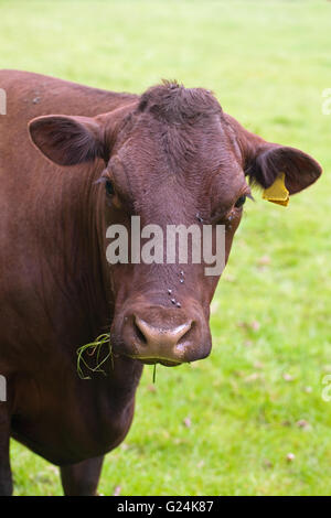 Sussex Kuh (Bos Primigenius). Rindfleisch seltene Rasse. Abgefragt. Ravenham Park. Norfolk. England. VEREINIGTES KÖNIGREICH. Stockfoto