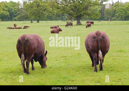 Sussex Kuh (Bos Primigenius). Die Rückansicht zeigt in der Regel weißen Spitzen Heck Schalter Enden dieser Rasse.  Rindfleisch seltene Rasse. Stockfoto