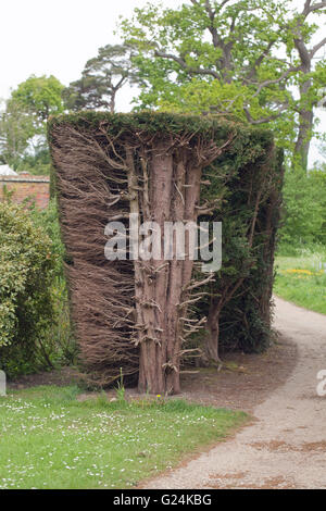 Hecke Eibe (Taxus Baccata). Hecke zurückschneiden aufschlussreiche Trunks und Verzweigungen innerhalb Seite. Raveningham Gärten. Norfolk. England. Stockfoto