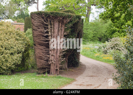 Hecke Eibe (Taxus Baccata). Hecke zurückschneiden aufschlussreiche Trunks und Verzweigungen innerhalb Seite. Raveninham Gärten. Norfolk. Stockfoto