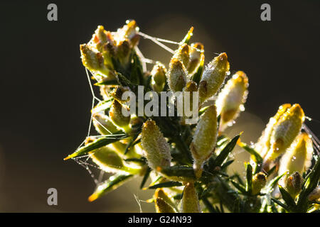 Tau auf Blumen des gemeinsamen Stechginster (Ulex Europaeus) in der Nähe von Garstang Lancashire Stockfoto