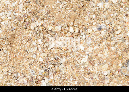 Natürliche Struktur mit vielen kleinen defekten Korallen, Muscheln und Sand am Strand Stockfoto