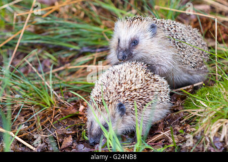 Europäischer Igel (Erinaceus europaeus) passende Model Release: Nein Property Release: Nein. Stockfoto