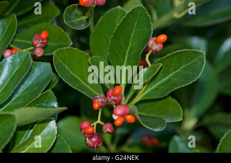 Bunte Früchte Euonymus Japonicus oder japanische Spindel Stockfoto