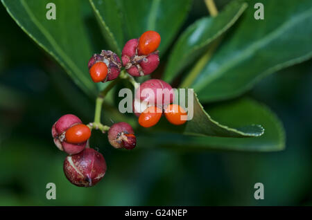 Bunte Früchte Euonymus Japonicus oder japanische Spindel Stockfoto