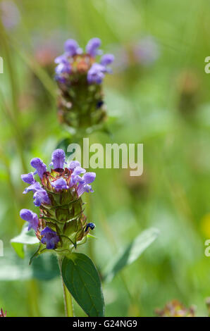 Selfheal oder Prunella vulgaris Stockfoto