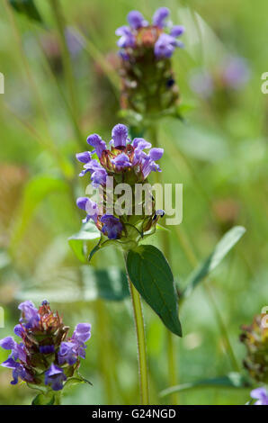 Selfheal oder Prunella vulgaris Stockfoto