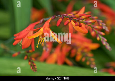 Orange Crocosmia X crocosmiiflora in Knospe und Blüte Stockfoto