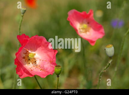 AJAXNETPHOTO. 2015. GLISY, FRANKREICH. -MOHN HYBRID - ROSA ODER LACHS FARBIGE KLATSCHMOHNS (PAPAVER RHOEAS (LAT.) HYBRID) BLÜHEN IN EINEM FELD.   FOTO: JONATHAN EASTLAND/AJAX REF: D150207 5663 Stockfoto