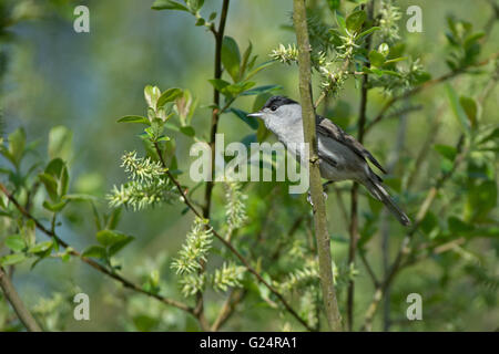 Männliche eurasischen Mönchsgrasmücke (Sylvia Atricapilla) im Frühjahr. UK Stockfoto