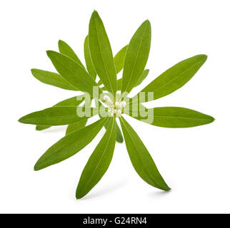 Frischen Waldmeister mit Blumen isoliert auf weißem Hintergrund Stockfoto