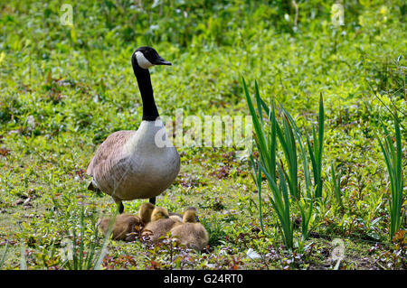 Kanadagans (Branta Canadensis) Elternteil mit Gänsel am Ufer des Sees im Frühjahr Stockfoto