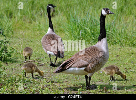 Kanadagans (Branta Canadensis)-Familie mit Gänsel im Frühjahr Stockfoto