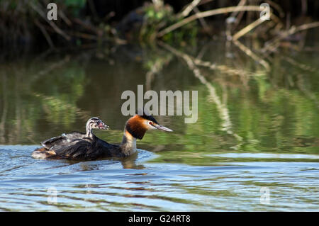 Great crested Haubentaucher (Podiceps Cristatus) Schwimmen im Teich beim Küken auf dem Rücken tragen Stockfoto