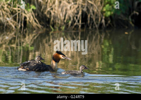 Great crested Haubentaucher (Podiceps Cristatus) Schwimmen im Teich beim Küken auf dem Rücken tragen Stockfoto