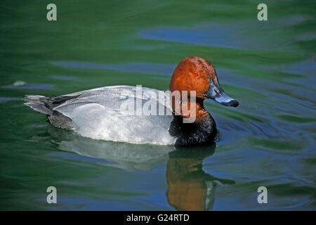 Gemeinsamen Tafelenten (Aythya 40-jähriger) männlich, Schwimmen im See Stockfoto