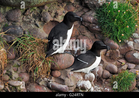 Zwei Tordalken (Alca Torda) nisten auf Felsvorsprung in Felswand entlang der Nord-Atlantik-Küste Stockfoto