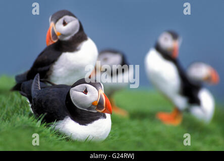 Papageitaucher (Fratercula Arctica) in der Zucht Kolonie oben auf der Steilküste entlang der Atlantikküste Stockfoto