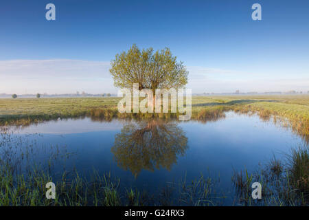 Einsamer Baum Silberweide (Salix Alba) spiegelt sich im Wasser des Teiches im Frühjahr Stockfoto