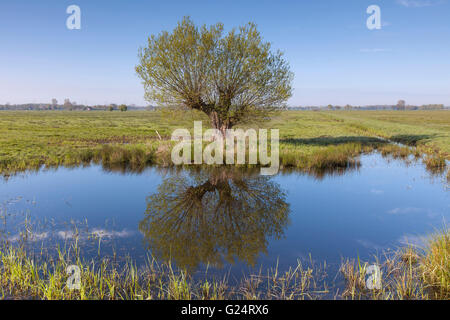 Einsamer Baum Silberweide (Salix Alba) spiegelt sich im Wasser des Teiches im Frühjahr Stockfoto