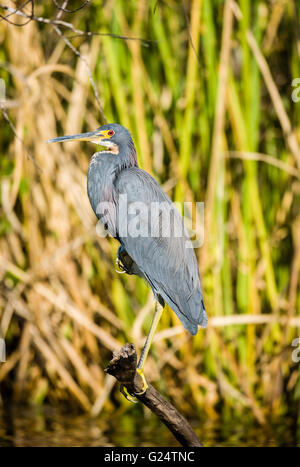 Dreifarbige Reiher thront auf einem Ast in den Sumpf. Stockfoto