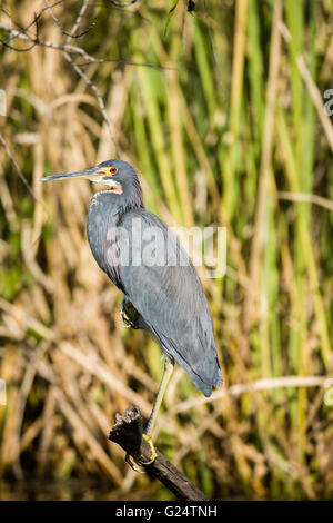 Dreifarbige Reiher thront auf einem Ast in den Everglades. Stockfoto