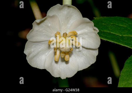 Eine Nahaufnahme Makroaufnahme einer Mayapple Blüte Stockfoto