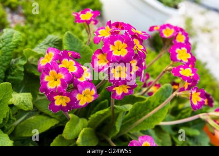 Blüte rosa Frühling Primeln im Blumenbeet Stockfoto