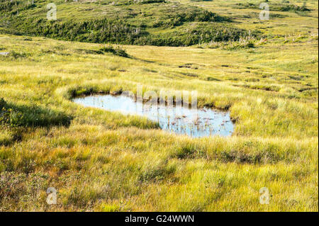 Große Pfütze in sumpfigen Wiese inmitten der sanft geschwungenen Hügel, im Gros Morne National Park, Neufundland, Kanada. Stockfoto