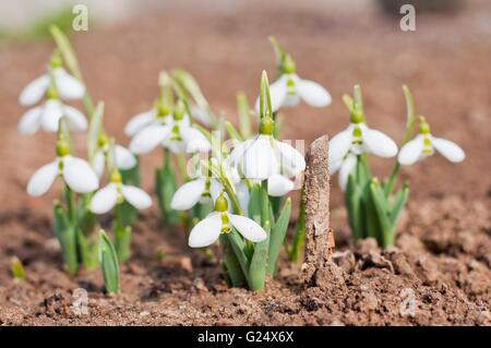 Gruppe von schönen frischen Schneeglöckchen (Galanthus Nivalis) im zeitigen Frühjahr Stockfoto