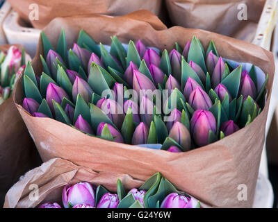 violette Tulpen in Kraftpapier Stockfoto