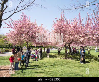 Besucher genießen Frühling blühen in Brooklyn Botanic Garden, New York, USA Stockfoto