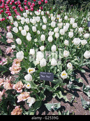 Weiße Triumph Tulpe Pays Bas Brooklyn Botanic Garden, New York, USA Stockfoto