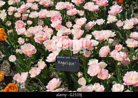Doppelte späte Tulpe Angelique Brooklyn Botanic Garden, New York, USA Stockfoto