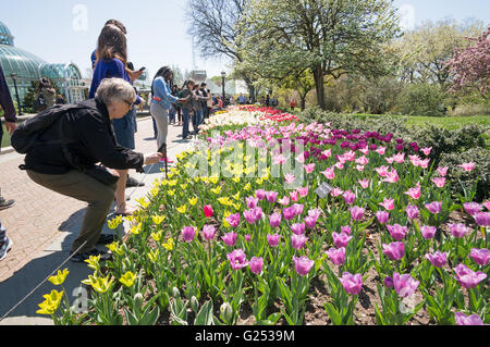 Frau nehmen Foto von Tulpen Brooklyn Botanic Garden, New York, USA Stockfoto