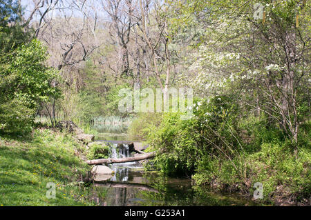 Wald, Bach, See und kleinen Wasserfall im Prospect Park in Brooklyn, New York, USA Stockfoto
