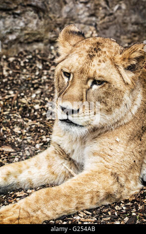Porträt einer Barbary Löwe - Panthera Leo Leo. Tierische Porträt. Löwin Nahaufnahme. Atlas-Löwen. Schönheit in der Natur. Kritisch endang Stockfoto