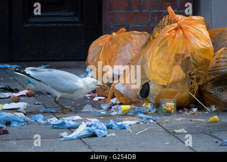 Eine Möwe Vögel picken an Lebensmittelabfälle in Müllsäcke auf der Straße. Stockfoto