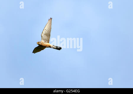 Geringerem Turmfalke (Falco Naumanni), Männchen im Flug, Oberbayern, Deutschland, Europa Stockfoto
