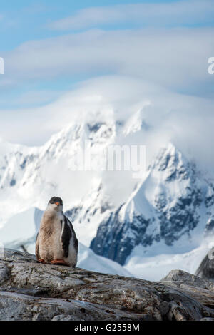 Gentoo Penguin Küken stehen auf Felsen Petermann Island, Antarktis Stockfoto