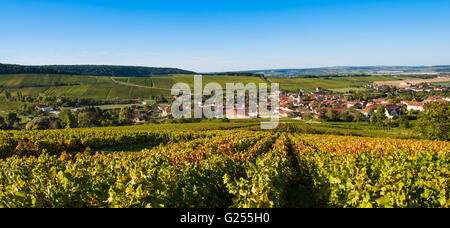 Weinberge der Champagne in der Côte des Bar-Bereich des Département Aube in der Nähe von Baroville, Champagne-Ardenne, Frankreich, Europa Stockfoto